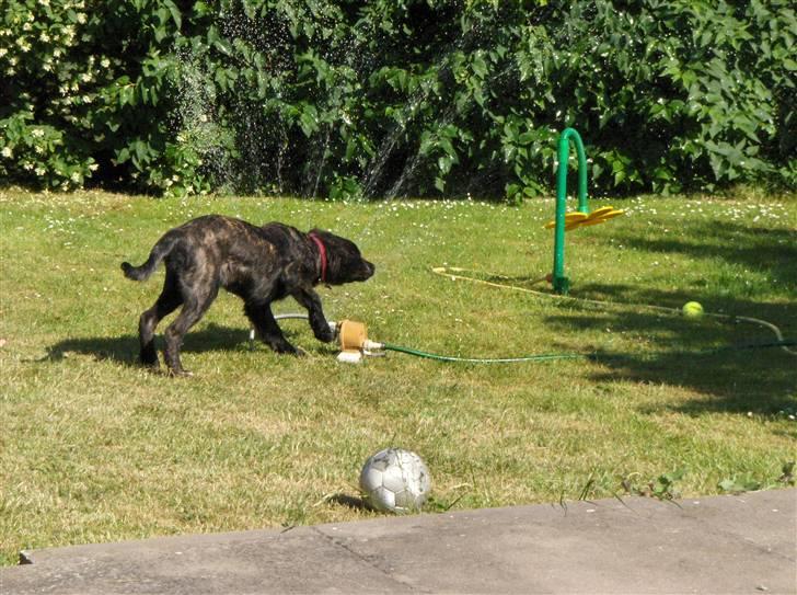 Blanding af racer Diva - Dejligt med lidt afkøling. billede 14