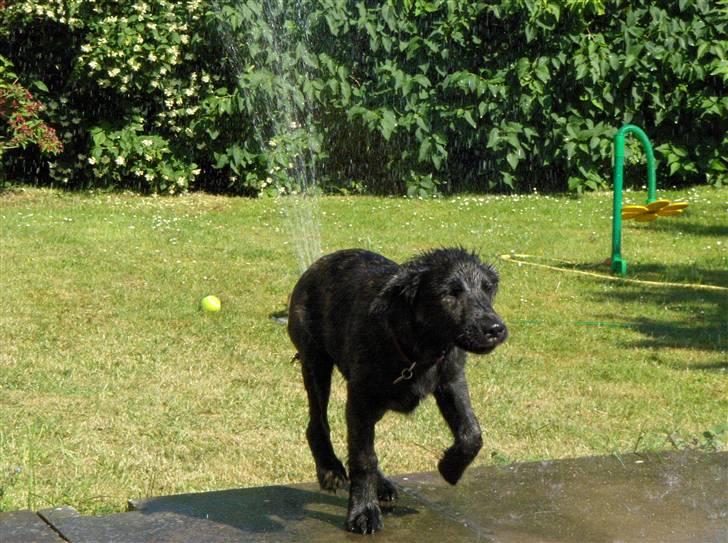 Blanding af racer Diva - Måske skulle jeg lige finde håndklædet. Jeg blev vist våd. billede 16