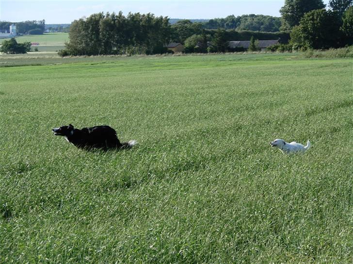 Jack russell terrier Egesgave´s Kaffa - leg billede 6