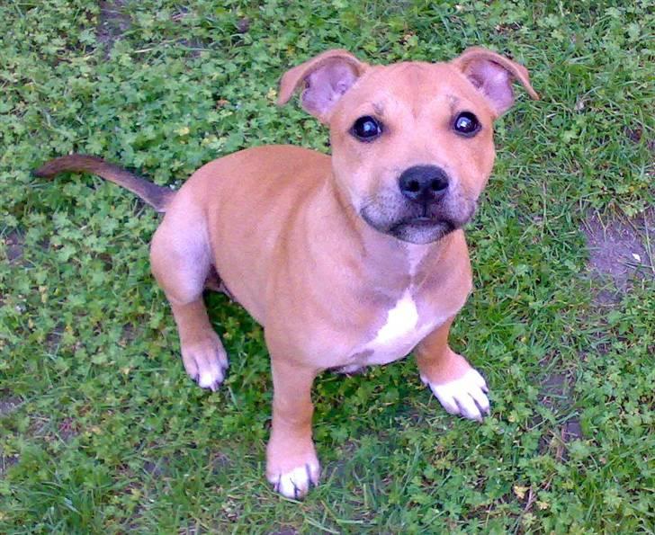 Staffordshire bull terrier Missy - Missy i haven d. 11/6-07 billede 16