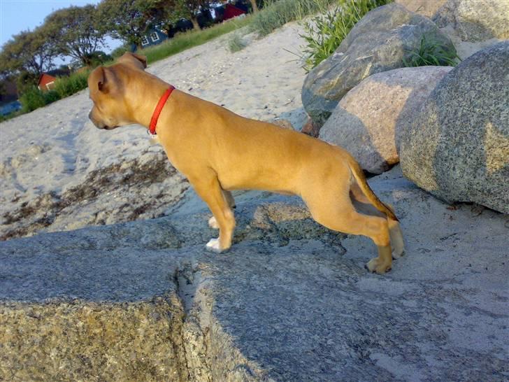 Staffordshire bull terrier Missy - Missy på stranden d. 7/6-07 billede 17