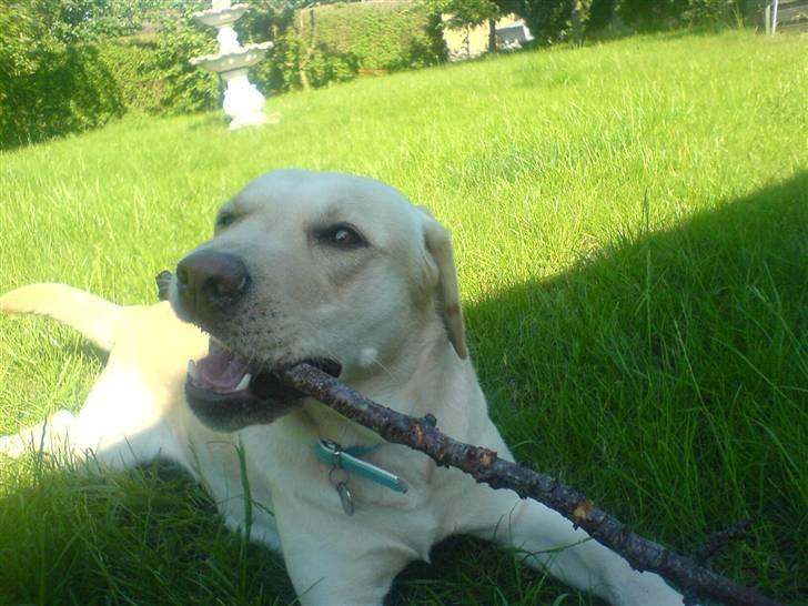 Labrador retriever Tinka billede 15