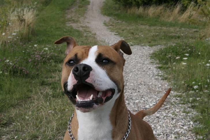 Blanding af racer Macho billede 6