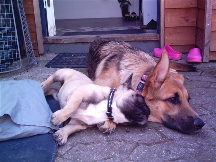 Fransk bulldog Kento - Kento slapper af med Sila billede 9