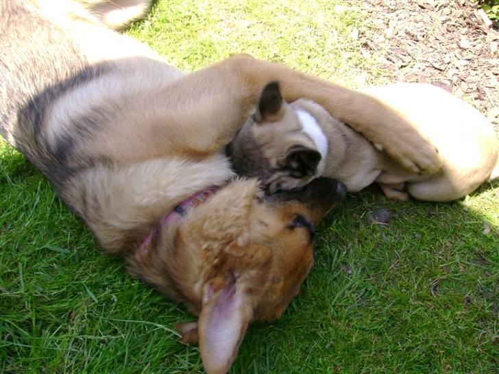 Fransk bulldog Kento - Kento leger med Sila billede 10