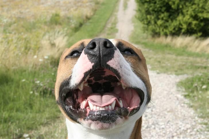 Blanding af racer Macho billede 7