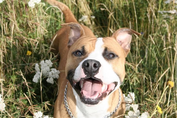 Blanding af racer Macho billede 8