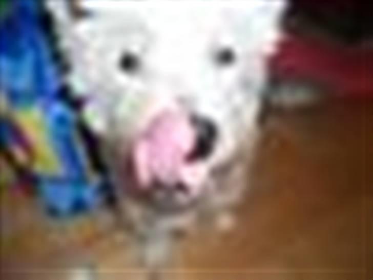 West highland white terrier Rolf billede 1