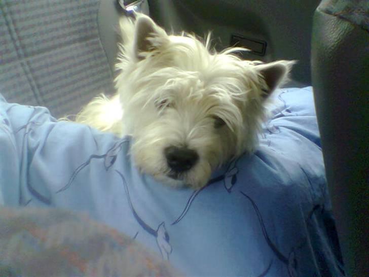 West highland white terrier Rolf billede 2