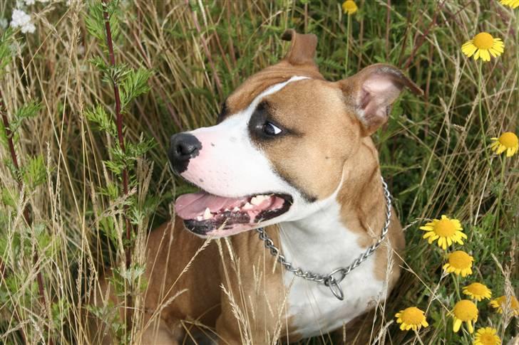 Blanding af racer Macho billede 9