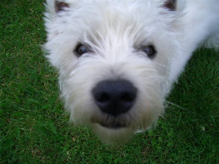 West highland white terrier Rolf billede 3