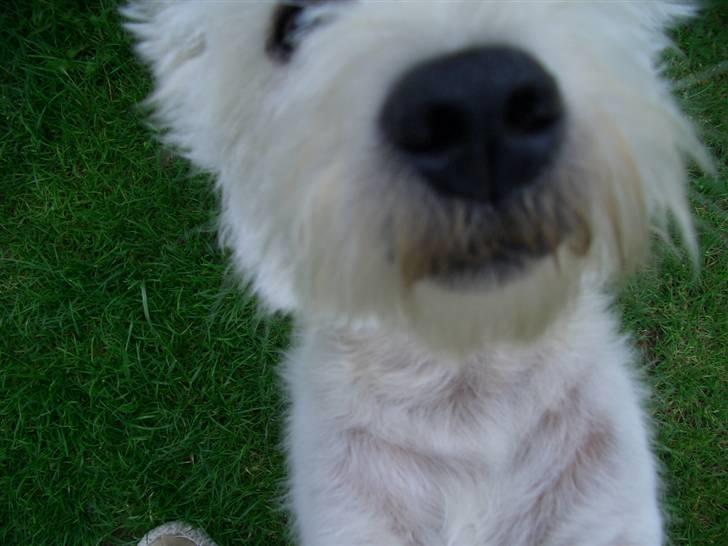 West highland white terrier Rolf billede 4