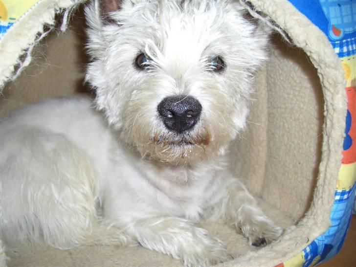 West highland white terrier Rolf billede 5