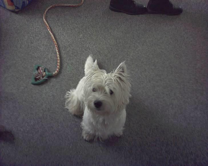 West highland white terrier Rolf billede 8