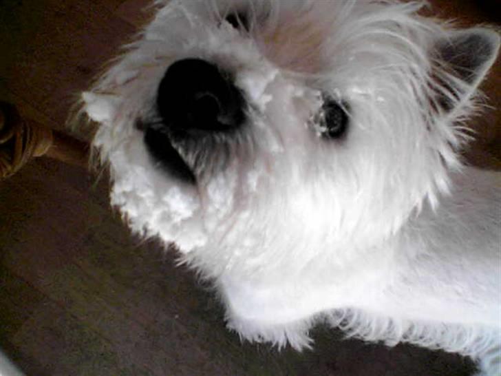 West highland white terrier Rolf billede 9