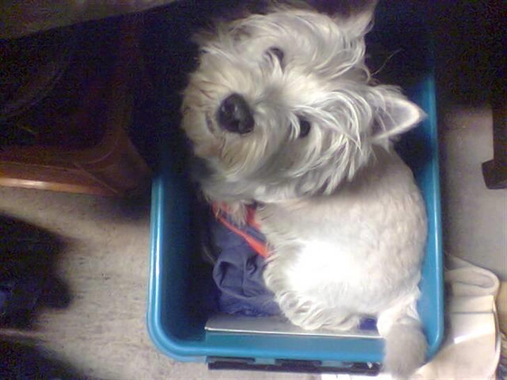 West highland white terrier Rolf billede 11