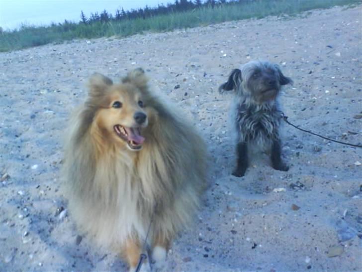 Blanding af racer Cirkeline R.I.P :'(  - Buller & Cirkeline <3 billede 15