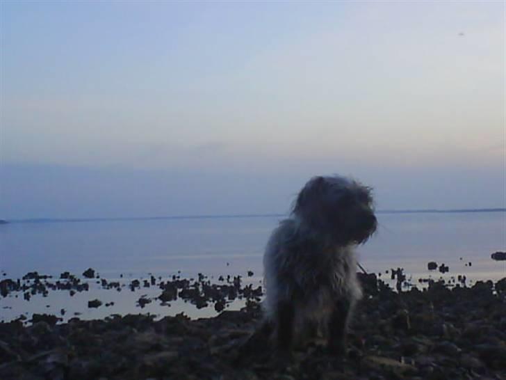 Blanding af racer Cirkeline R.I.P :'(  - Cirkeline <3 billede 16