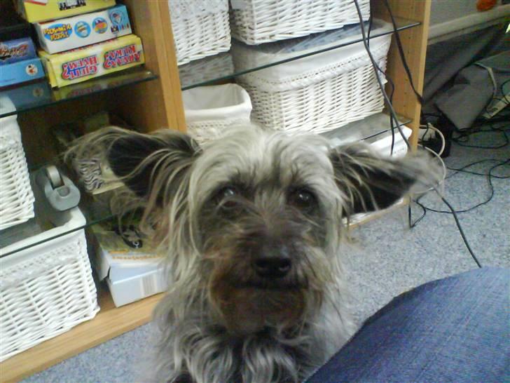 Blanding af racer Cirkeline R.I.P :'(  - Cirkeline <3 billede 17