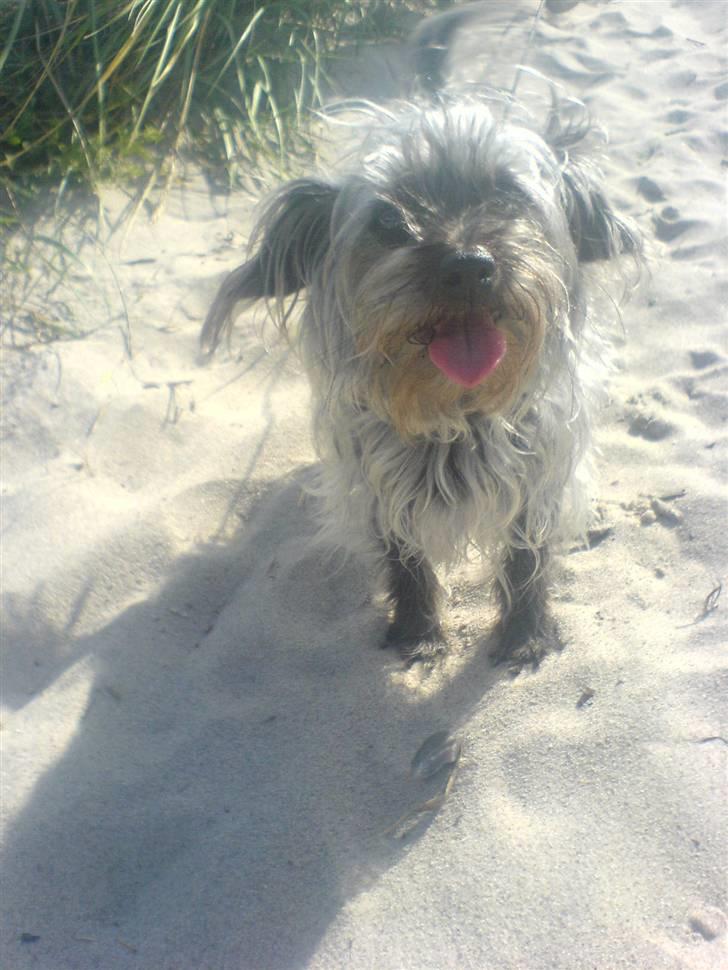 Blanding af racer Cirkeline R.I.P :'(  - Cirkeline <3 billede 18