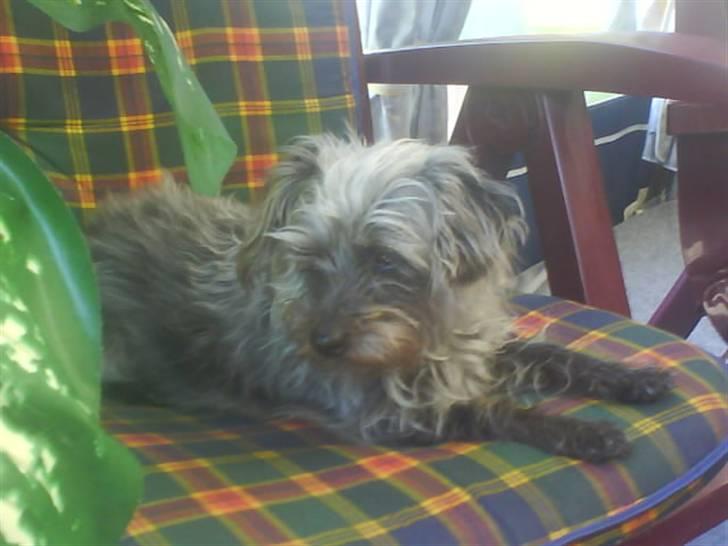 Blanding af racer Cirkeline R.I.P :'(  - Cirkeline <3 billede 19