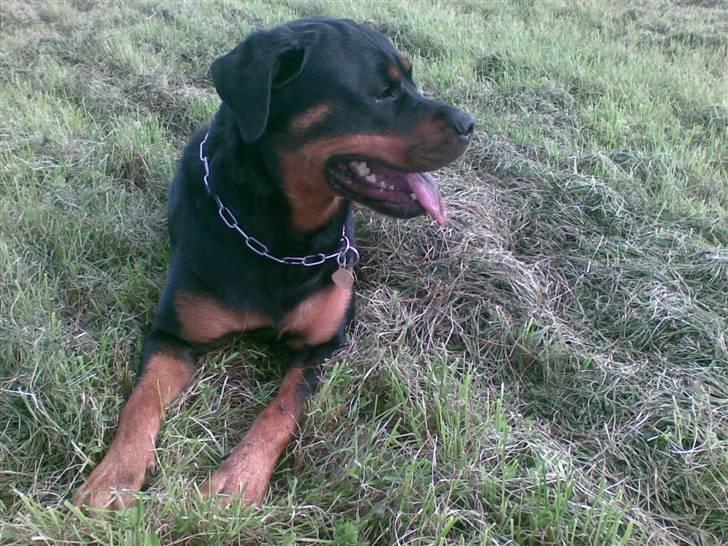 Rottweiler Cleo - mig og far er over på marken vi har leget slapper lige af billede 5