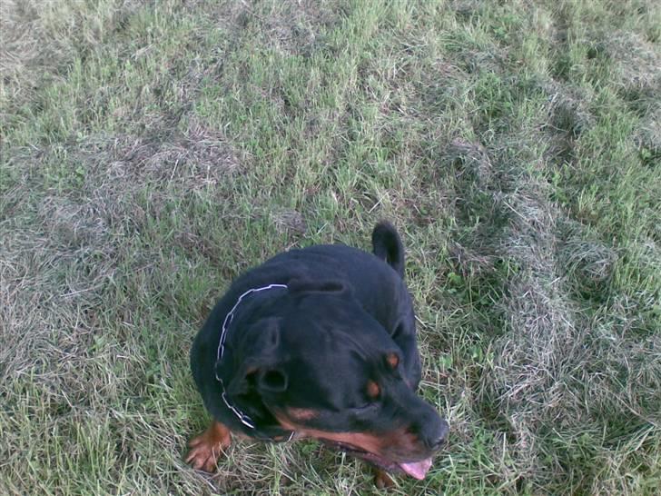 Rottweiler Cleo - det er sjovt ude på marken billede 6