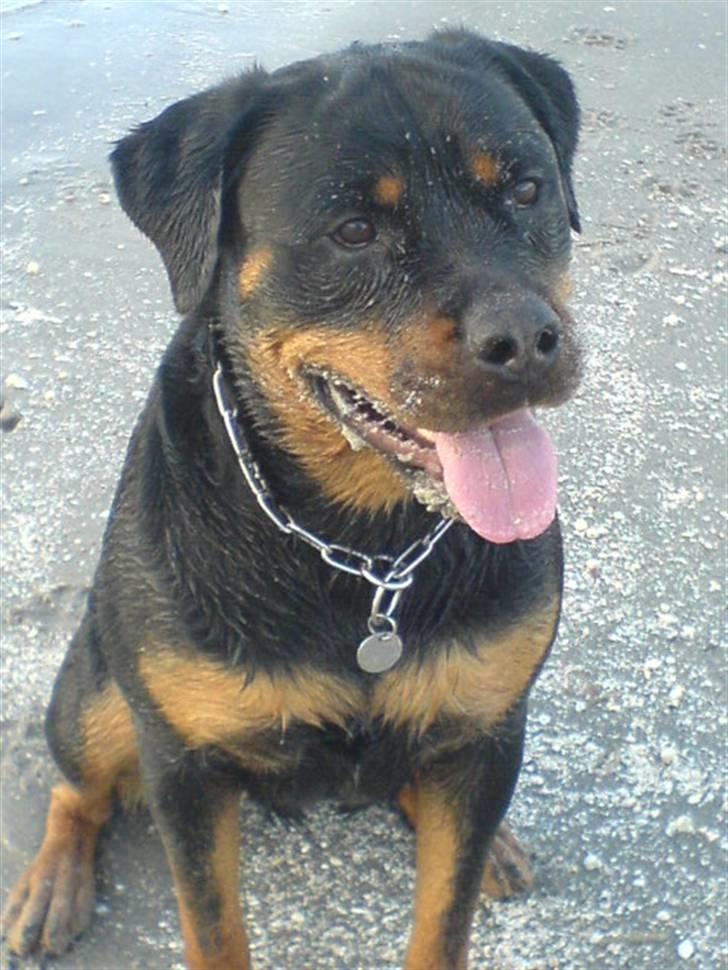 Rottweiler Cleo - Helt indsavlet :p  billede 8