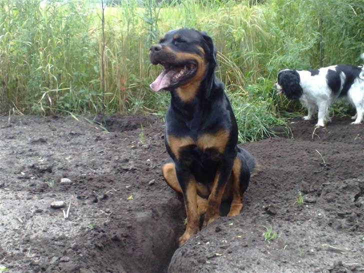 Rottweiler Cleo - graver huller oppe ved farmor og farfar og bella:-) billede 9