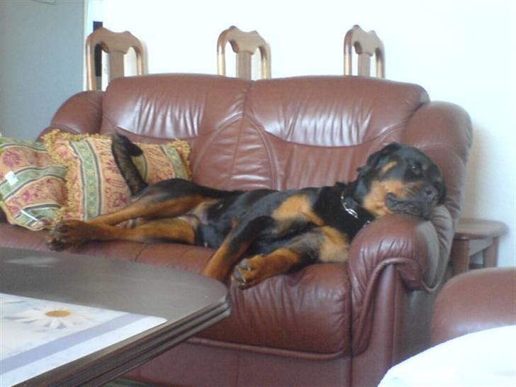 Rottweiler Cleo - Ku´ os lige sove lidt mere :) billede 10