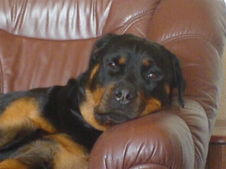 Rottweiler Cleo - Zzz, er så træt :/ billede 11