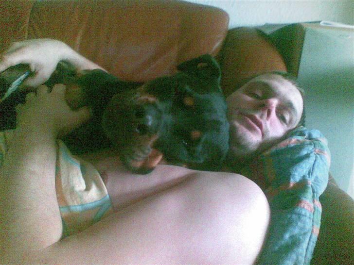 Rottweiler Cleo - man skal jo sove  lidt billede 12