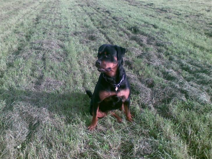 Rottweiler Cleo - kommer der nogen?? billede 13