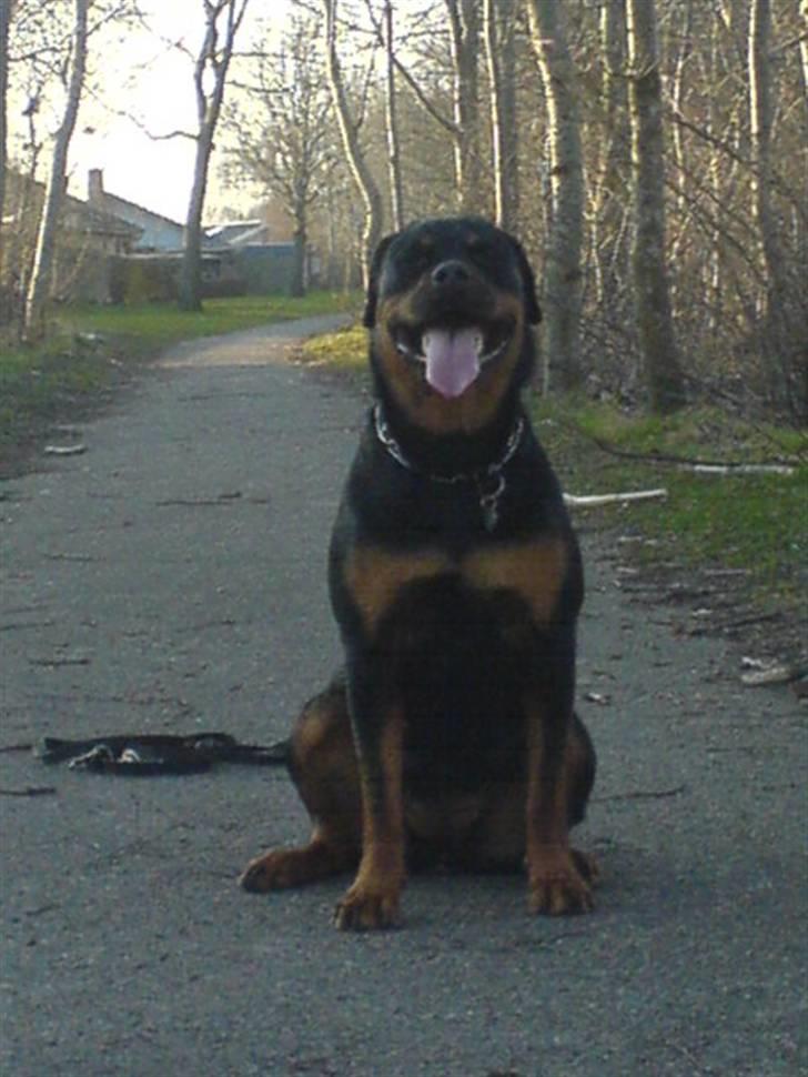 Rottweiler Cleo - Smil! :)  billede 14