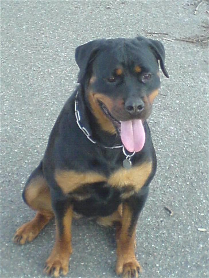 Rottweiler Cleo - Er jeg ikk sød? :) billede 15