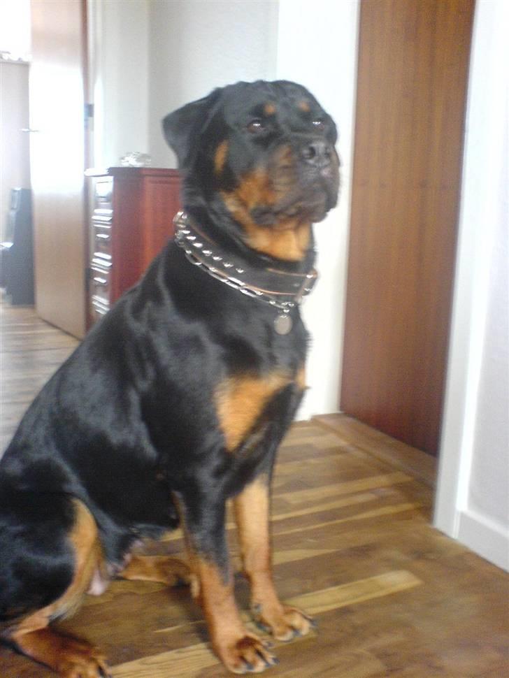 Rottweiler Cleo - Min lille skatte pige :) billede 16