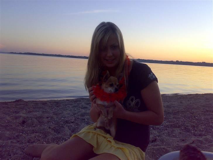 Chihuahua jessica billede 4