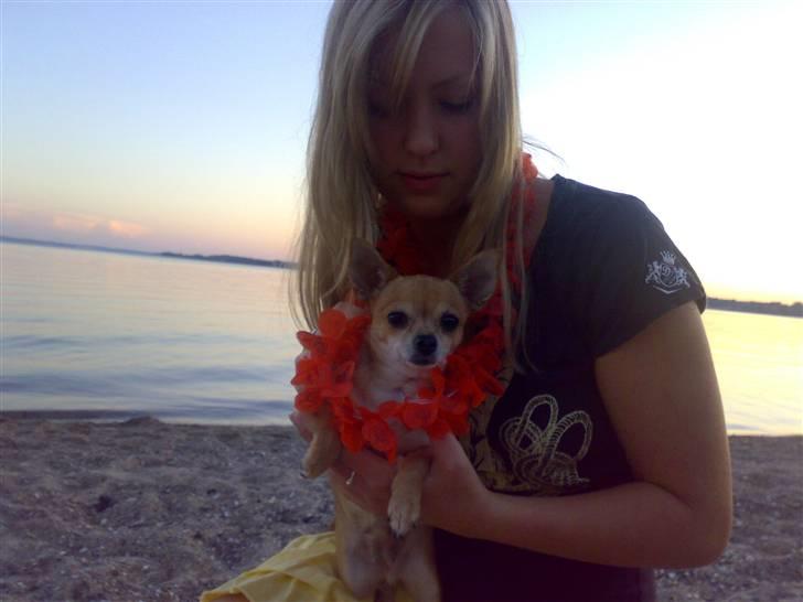 Chihuahua jessica billede 5