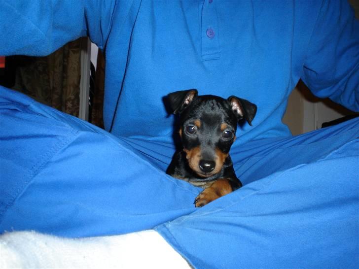 Dvaergpinscher spike - så jeg har helle nu  billede 9