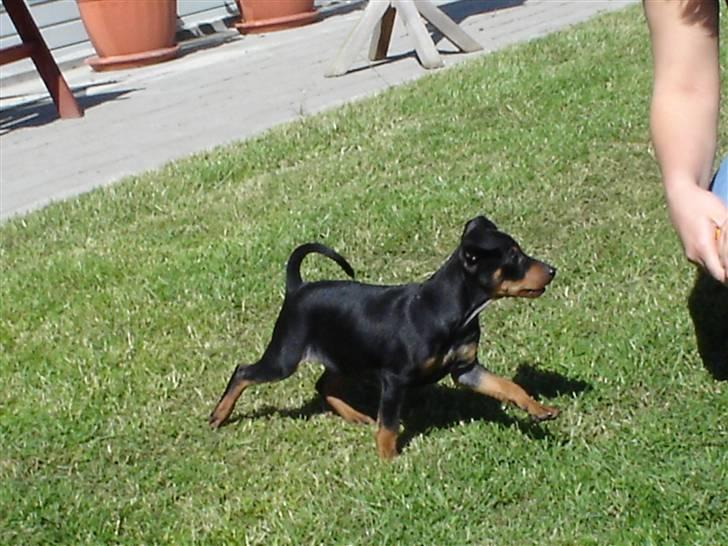 Dvaergpinscher spike - leger med maria billede 11