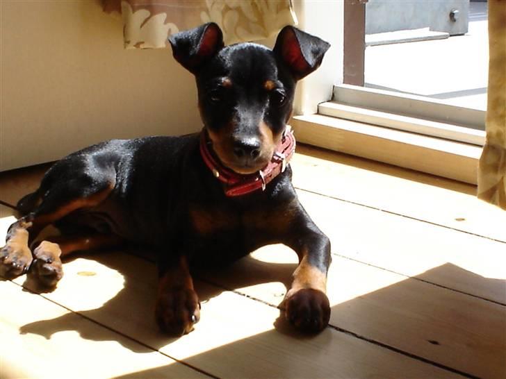 Dvaergpinscher spike - slikker sol det er bare luksus billede 13