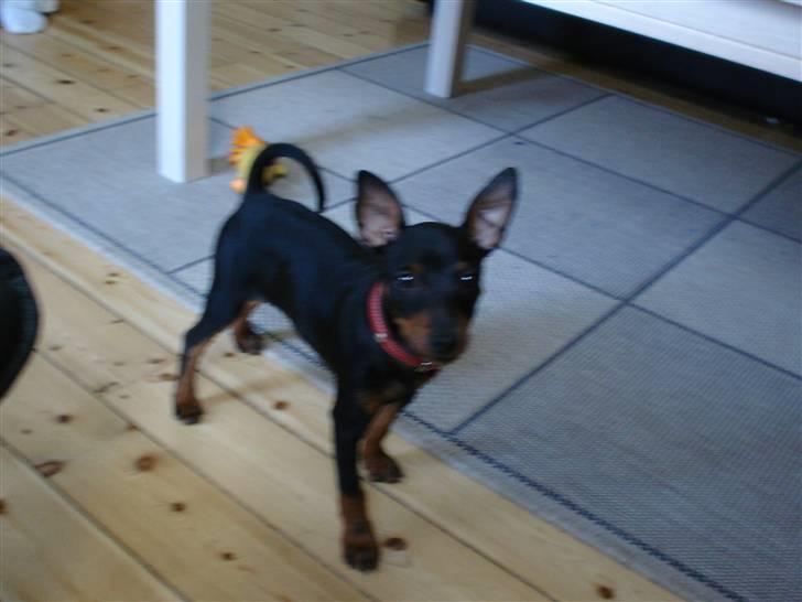 Dvaergpinscher spike - kan selv holde mine ører oppe nu billede 16