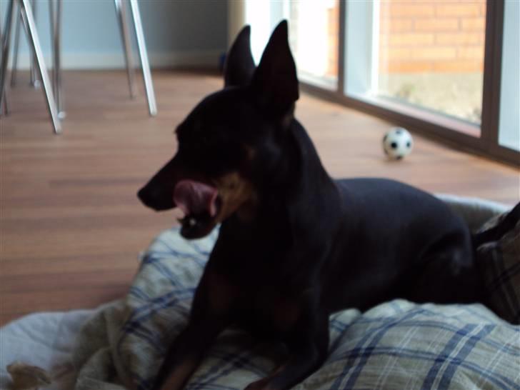 Dvaergpinscher spike - Nyder huset billede 17