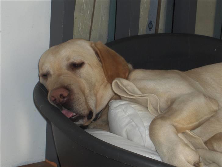 Labrador retriever Zazu - God nat herfra!:b billede 20