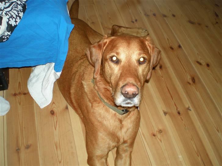 Blanding af racer Max billede 16