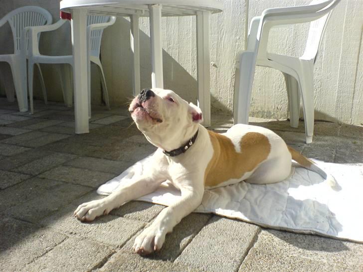 Amerikansk bulldog Archi billede 8