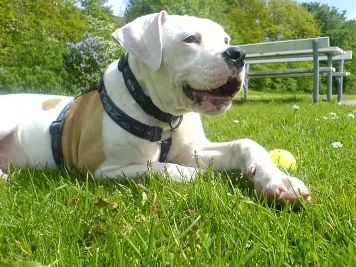 Amerikansk bulldog Archi billede 9