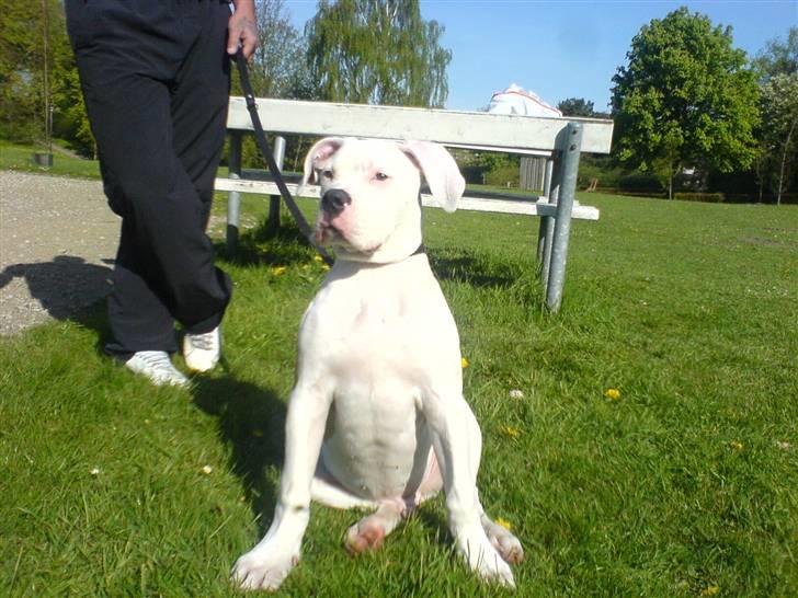 Amerikansk bulldog Archi billede 10