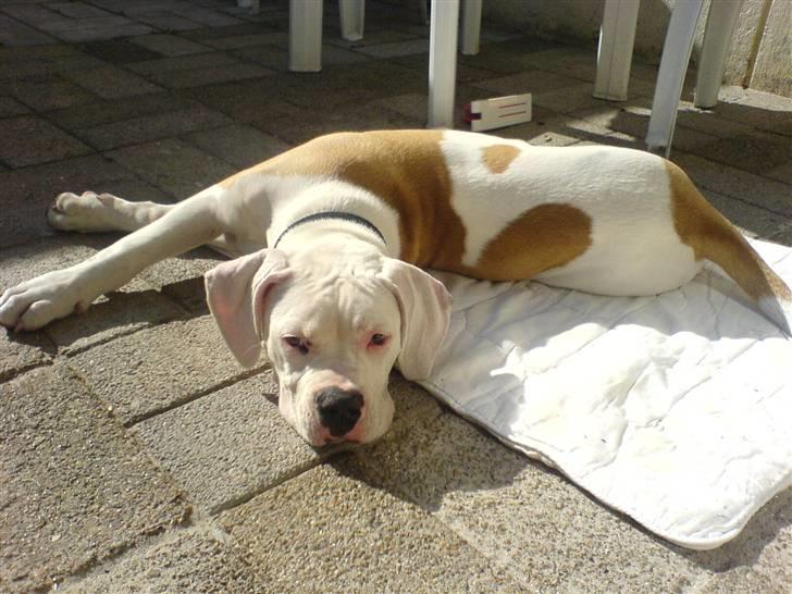 Amerikansk bulldog Archi billede 11