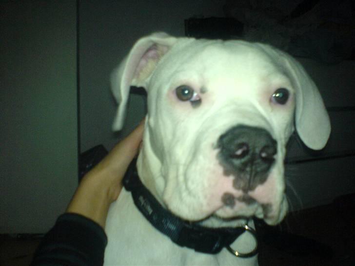 Amerikansk bulldog Archi billede 12